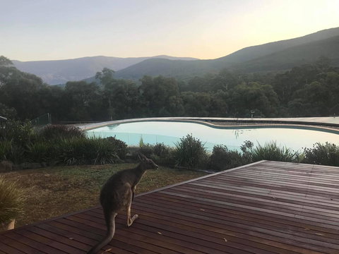 Kangaroo Manor - Darwin Holiday 8