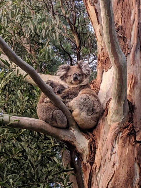 Kangaroo Manor - Darwin Holiday 9