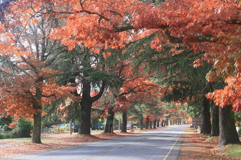 3 Bells Alpine Cottage - Darwin Holiday 25