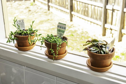 Bacchus Centro - Darwin Holiday 10