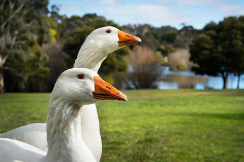 Lake Como Villa - Darwin Holiday 11