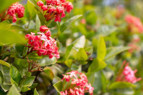 Sails On Horseshoe - Darwin Holiday 23