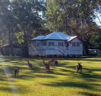 Lake Weyba Noosa Lodge  Kangaroos - Darwin Holiday