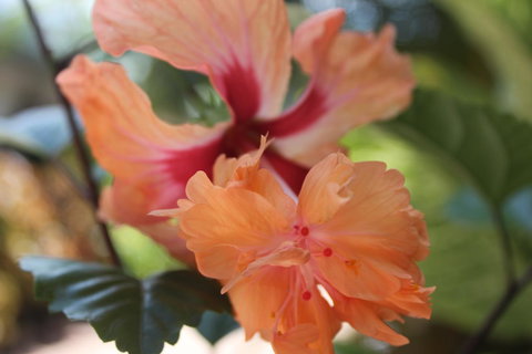 Amaroo On Mandalay, Magnetic Island - Darwin Holiday 34