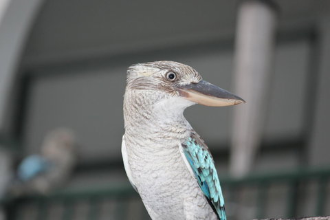 Amaroo On Mandalay, Magnetic Island - Darwin Holiday 28