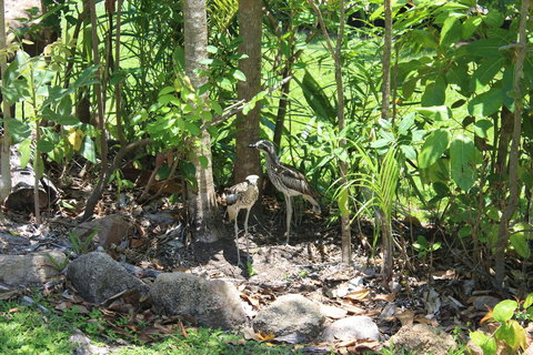 Amaroo On Mandalay, Magnetic Island - Darwin Holiday 40