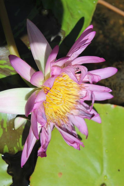 Amaroo On Mandalay, Magnetic Island - Darwin Holiday 41