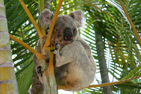 Amaroo On Mandalay, Magnetic Island - Darwin Holiday 44