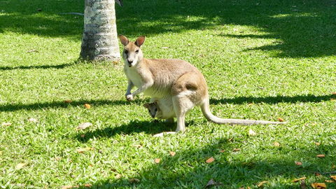 Argosy On The Beach - Darwin Holiday 14