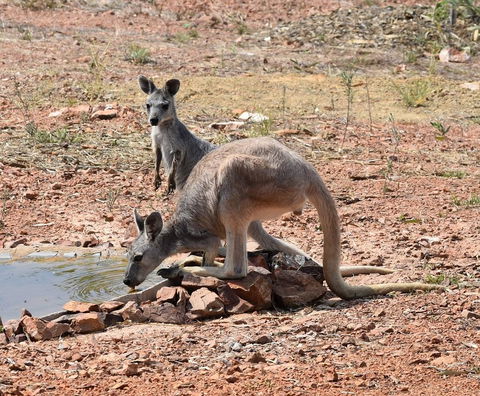 Ironbark House - Darwin Holiday 19