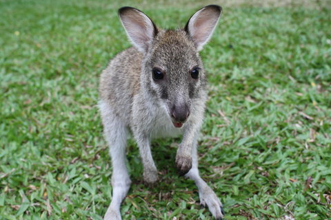 Boutique Bungalows - Darwin Holiday 22