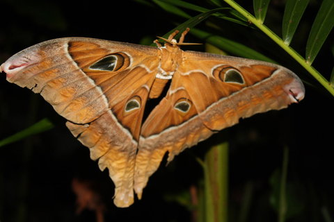Boutique Bungalows - Darwin Holiday 23