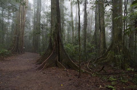 Bower 63 - Darwin Holiday 38