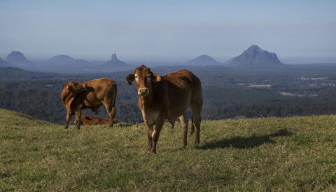 Bower 63 - Darwin Holiday 29