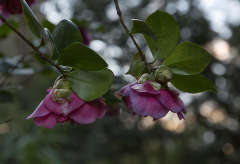 Bower 63 - Darwin Holiday 21