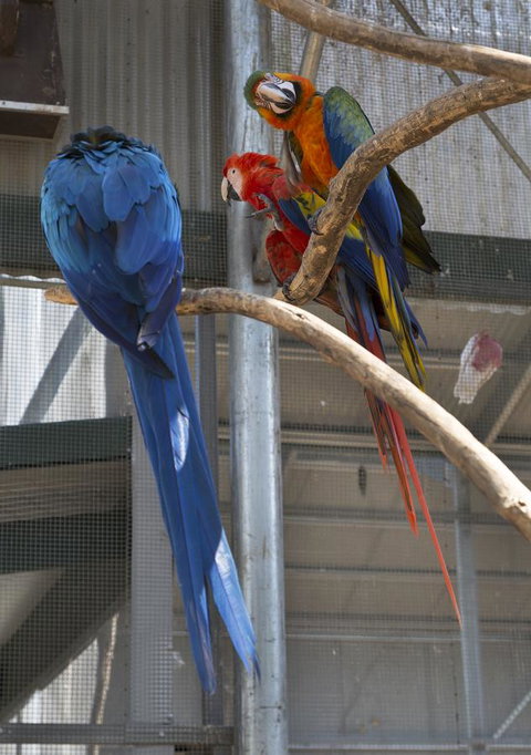 Bower 63 - Darwin Holiday 35