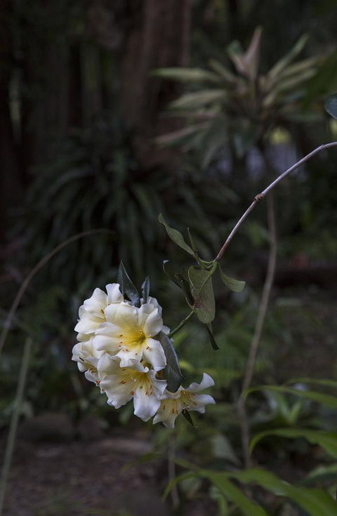 Bower 63 - Darwin Holiday 18