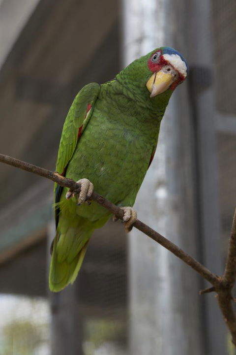 Bower 63 - Darwin Holiday 34