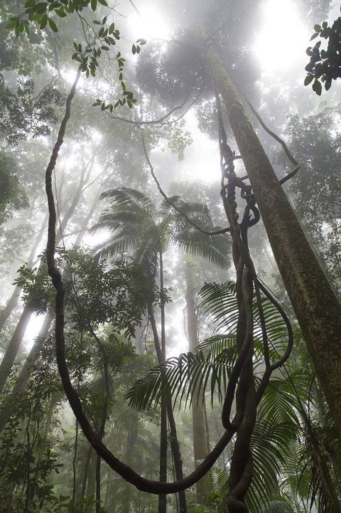 Bower 63 - Darwin Holiday 39