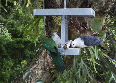 Bower 63 - Darwin Holiday 22