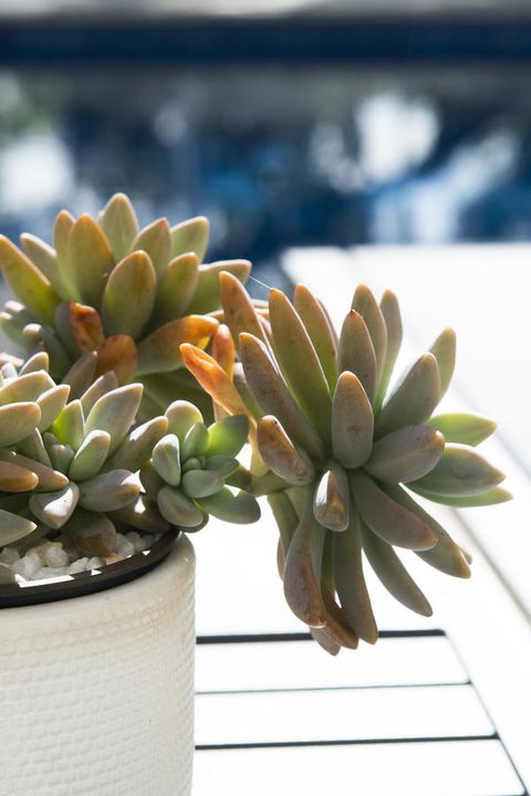 SandCastles Noosa - Darwin Holiday 22