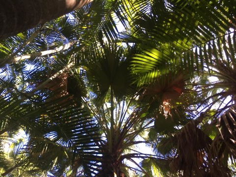 Casuarina - Darwin Holiday 11