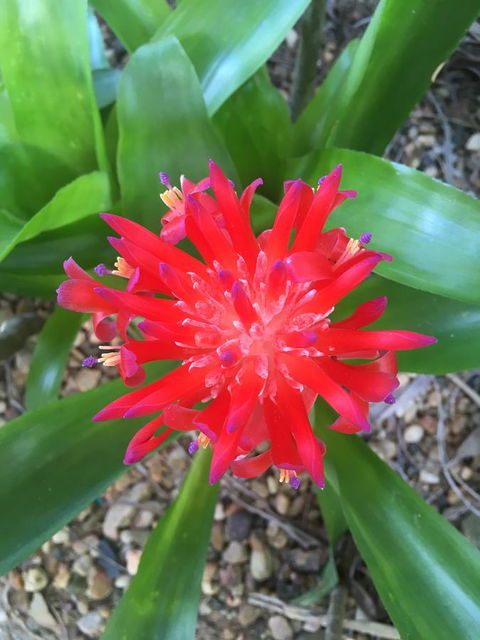 Casuarina - Darwin Holiday 2