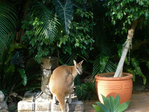 Bluewater Bed & Breakfast Cairns - Darwin Holiday 22