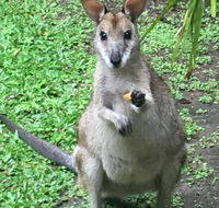 Bluewater Bed  Breakfast Cairns - Darwin Holiday