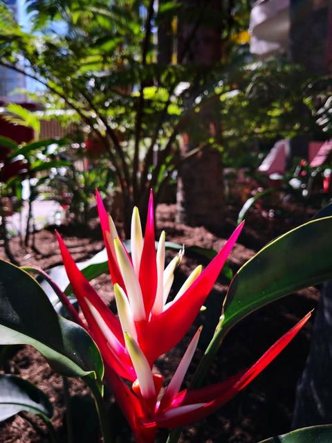 Enderley Gardens Resort - Darwin Holiday 14
