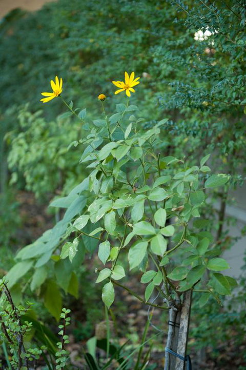 Waverley Bed & Breakfast - Darwin Holiday 3