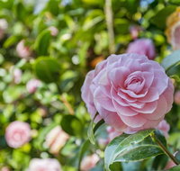 Wentworth Rose - Darwin Holiday