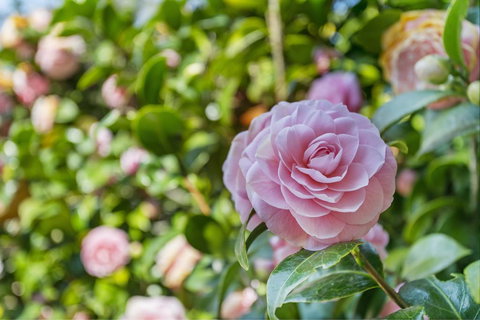 Wentworth Rose - Darwin Holiday 0