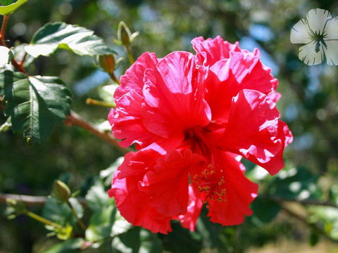 Wongaburra - Darwin Holiday 1