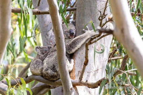 A Quiet Unit Overlooking A Reserve - Darwin Holiday 0