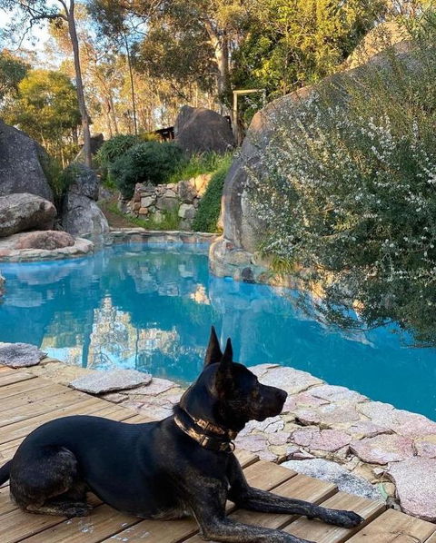 A Paradise For Dogs And A Magical Retreat For Hoomans - Darwin Holiday 4