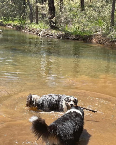 A Paradise For Dogs And A Magical Retreat For Hoomans - Darwin Holiday 2