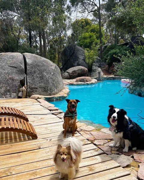 A Paradise For Dogs And A Magical Retreat For Hoomans - Darwin Holiday 1