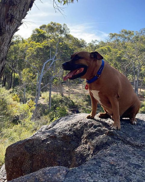 A Paradise For Dogs And A Magical Retreat For Hoomans - Darwin Holiday 3