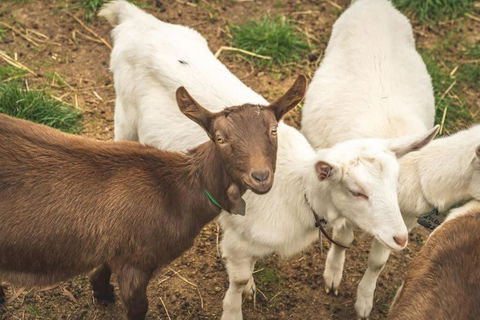 Altitude - A Tiny House Experience In A Goat Farm By Tiny Away - Darwin Holiday 2