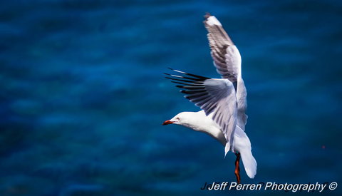 La Promenade - Darwin Holiday 14