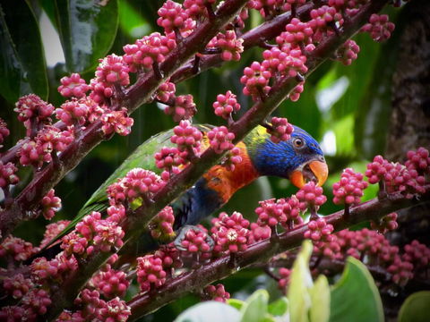 Daintree Manor B&B - Darwin Holiday 4