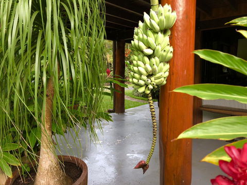Daintree Manor B&B - Darwin Holiday 10