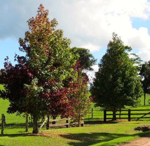 Maleny Springs Farm - Darwin Holiday 26