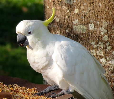 Maleny Springs Farm - Darwin Holiday 40
