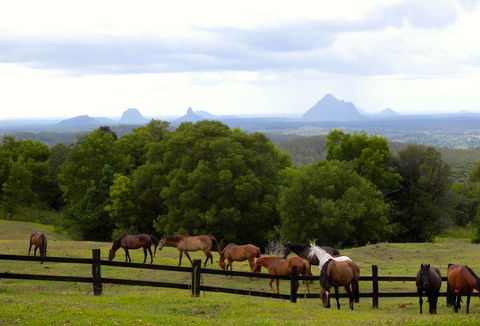 Maleny Springs Farm - Darwin Holiday 39