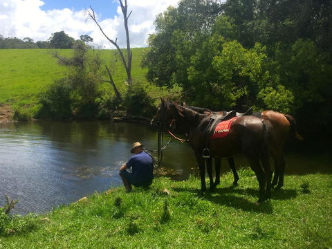 Maleny Springs Farm - Darwin Holiday 36