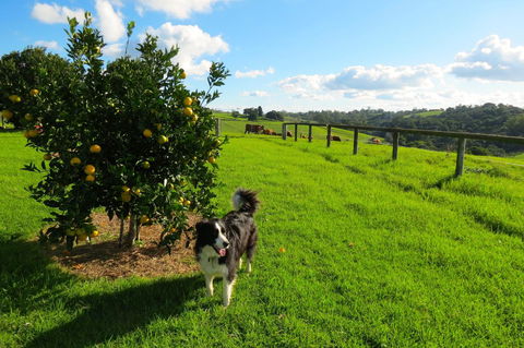 Maleny Springs Farm - Darwin Holiday 31