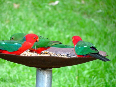 Maleny Springs Farm - Darwin Holiday 35