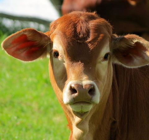 Maleny Springs Farm - Darwin Holiday 9